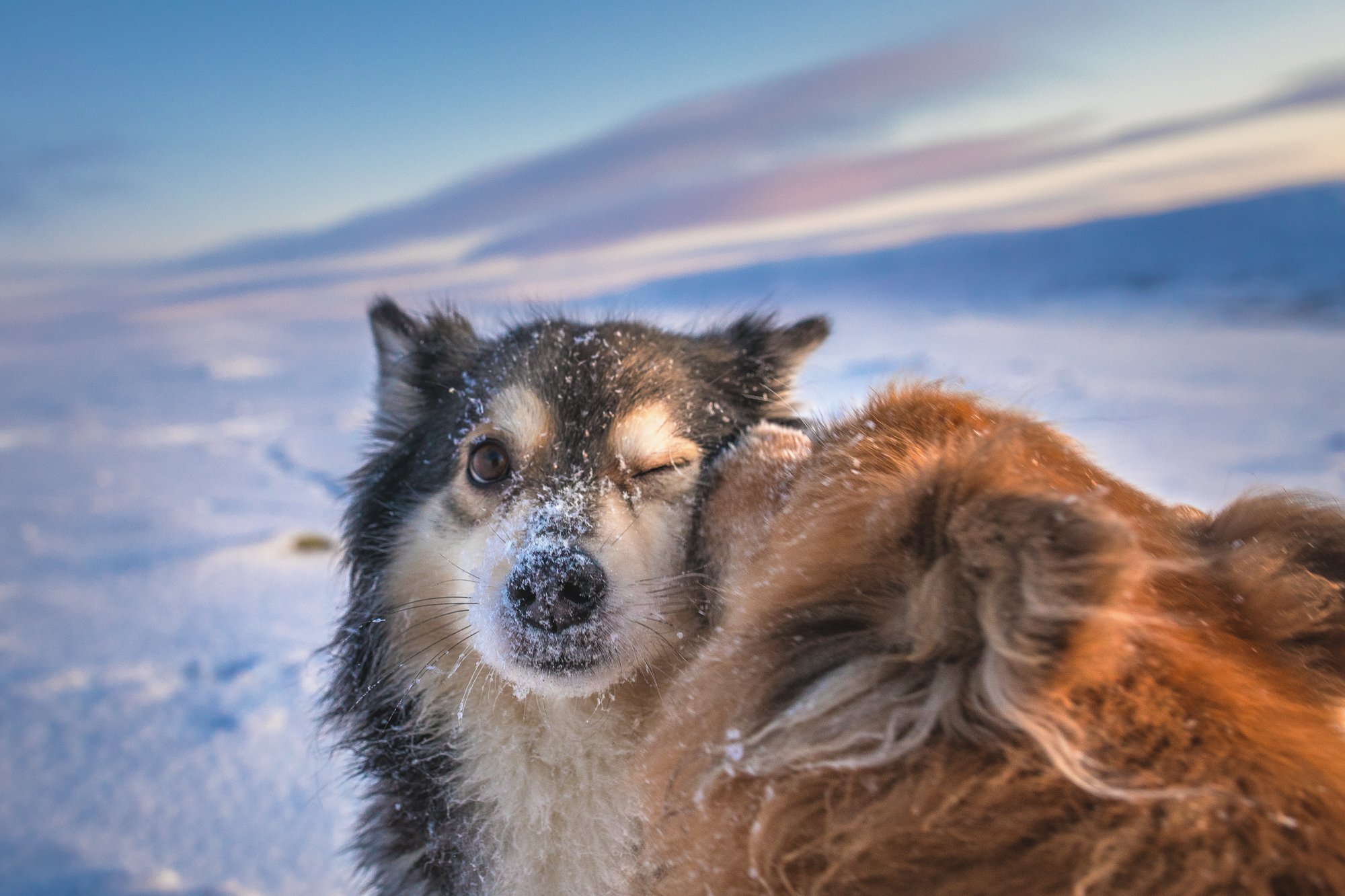 Two finnish lapphunds staying at Kilpisjärven Retkeilykeskus cabins kissing each other with pastel sky behind them