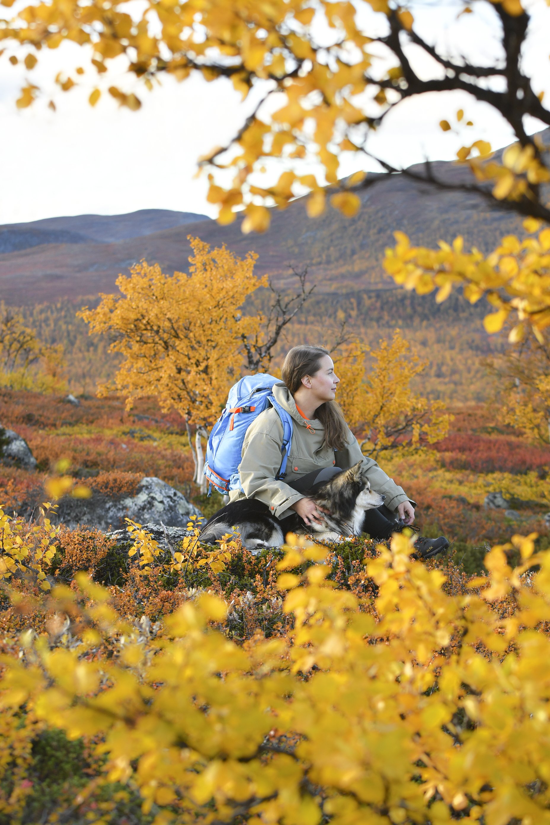 A woman and a finnish lapphund sitting in the middle of Kilpisjärvi’s vibrant autumn colors.