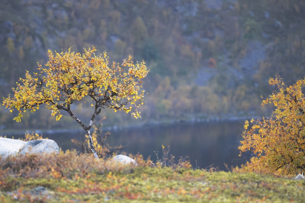 Kuvassa on ruskan värjäämä tunturikoivu Saanan rinteillä, taustalla näkyy epätarkkana Pikku-Mallan tunturin seinämää
