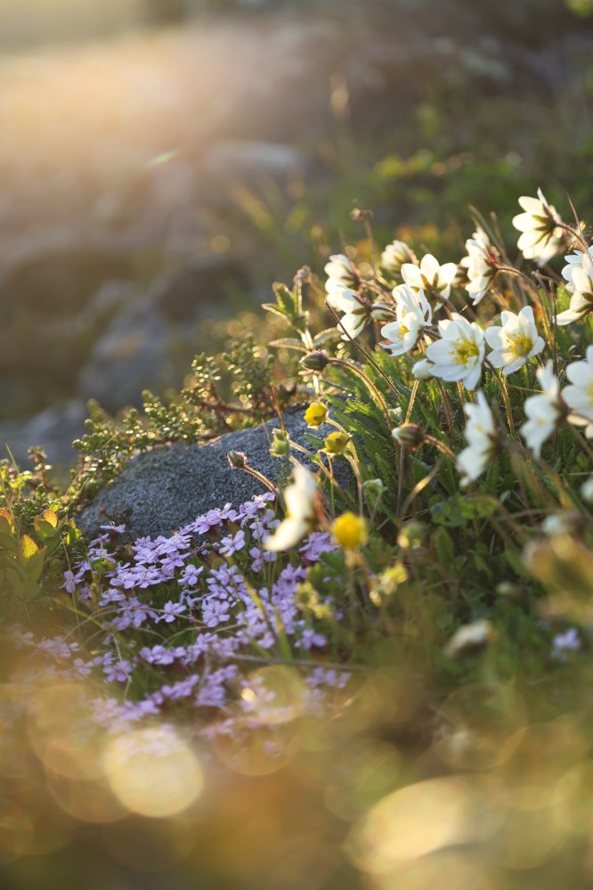 Kuvassa auringonlaskun valossa lila tunturikohokki ja valkoinen lapinvuokko
