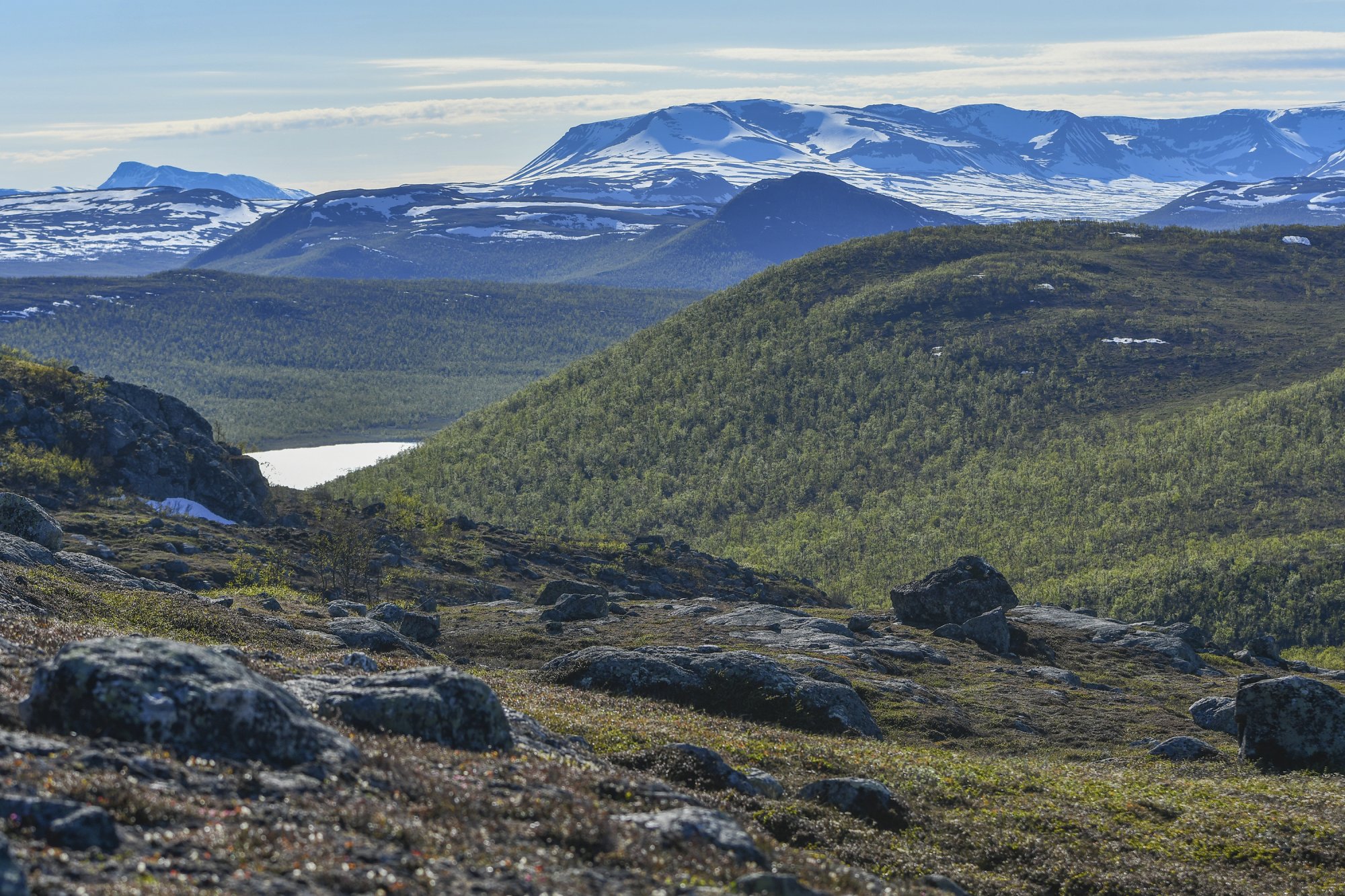 Maisemaa Muotkatakan Leutsuvaaralta kohti Ruotsin lumihuippuista Pältsa tunturia. Muutoin maisema on kesäisen vihreä ja aurinkoinen