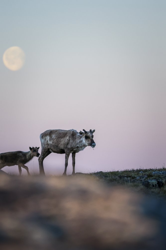 Poronvasa ja sen emä Saanan rinteellä täysikuun loistessa takana.