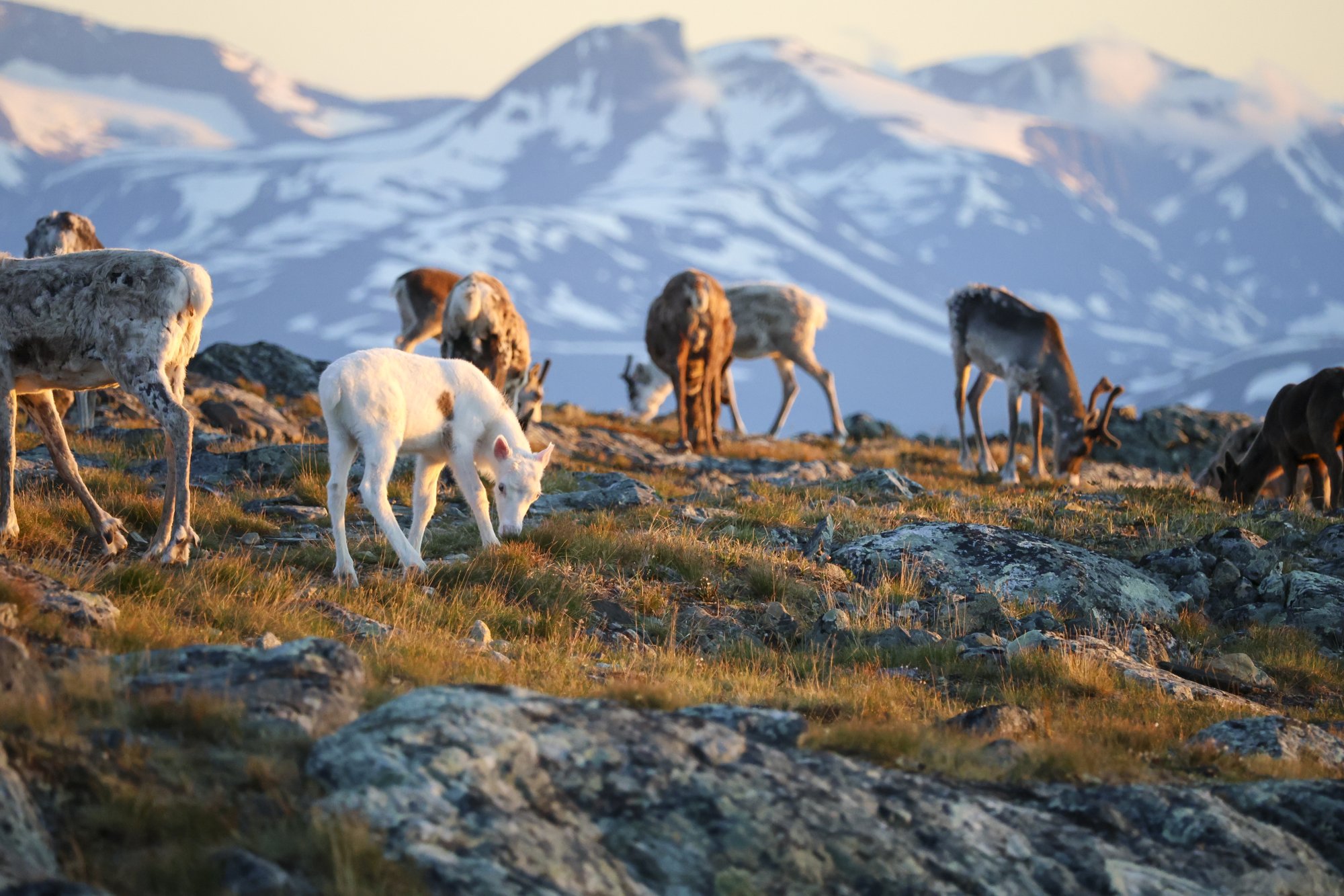 Poroja Saanan päällä heinäkuisena, valoisana kesäyönä. Etualalla on valkoinen poronvasa, taustalla Norjan Barras-tunturi