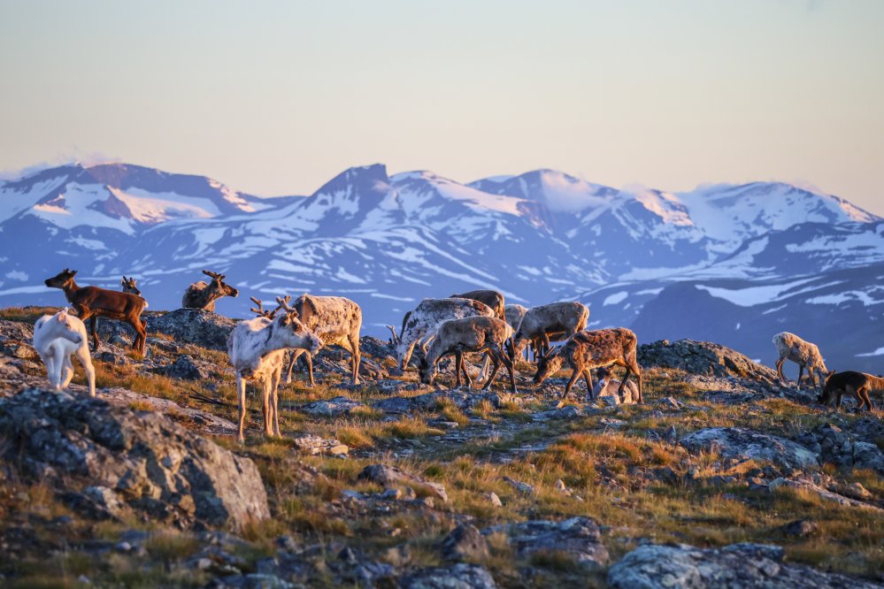 Poroja syömässä jäkälää tunturin päällä, luminen tunturijono taustalla kesäyössä