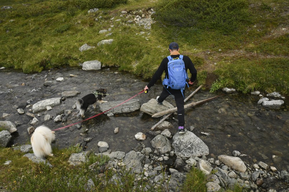 Sateiden jälkeen vesi oli tavallista korkeammalla. Kaksi koiraa ja mies ylittävät puroa Saanan luontopolun varrella