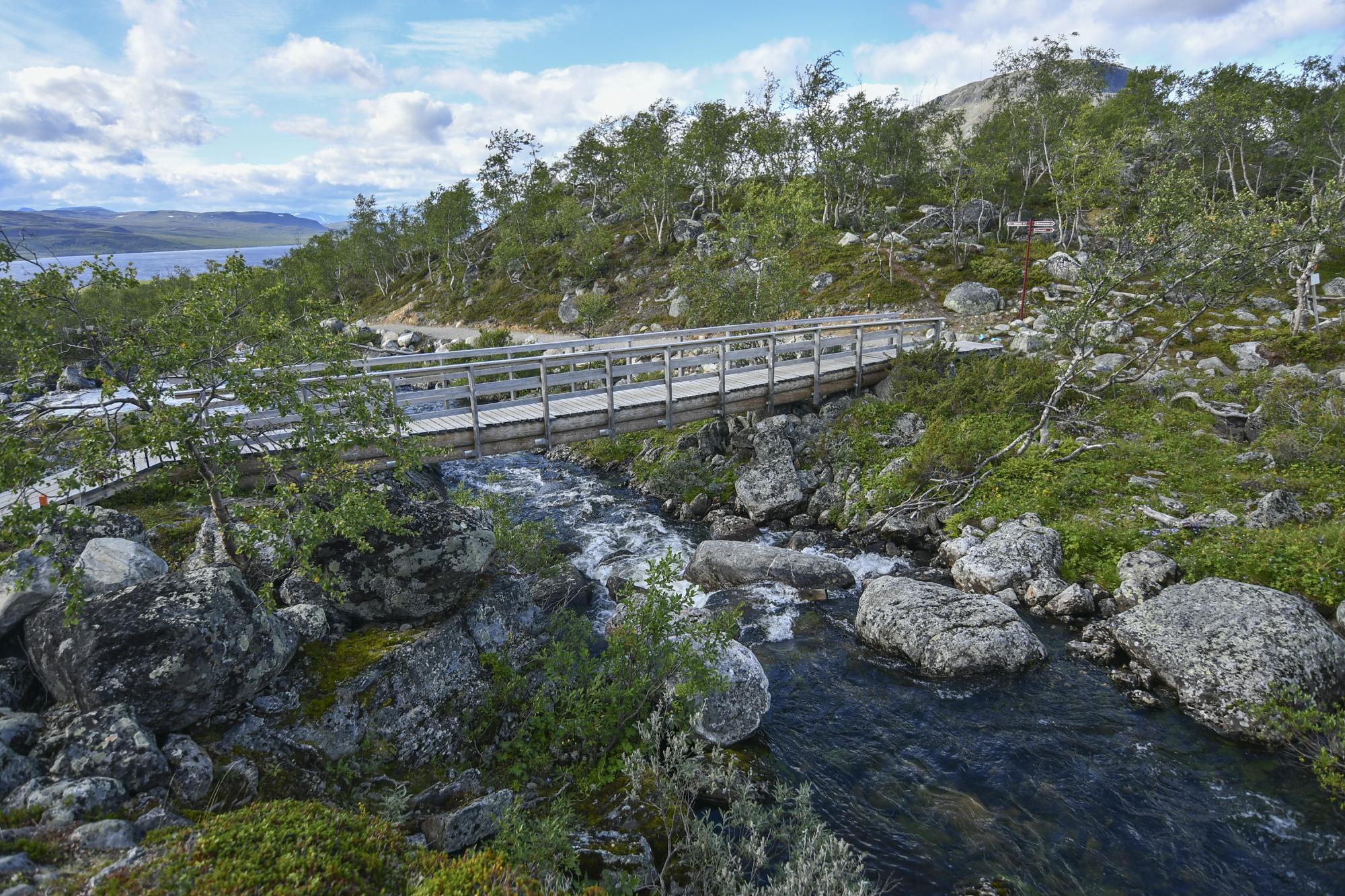 The Tsahkaljärvi bridge in the middle of a summer mountain birch forest.