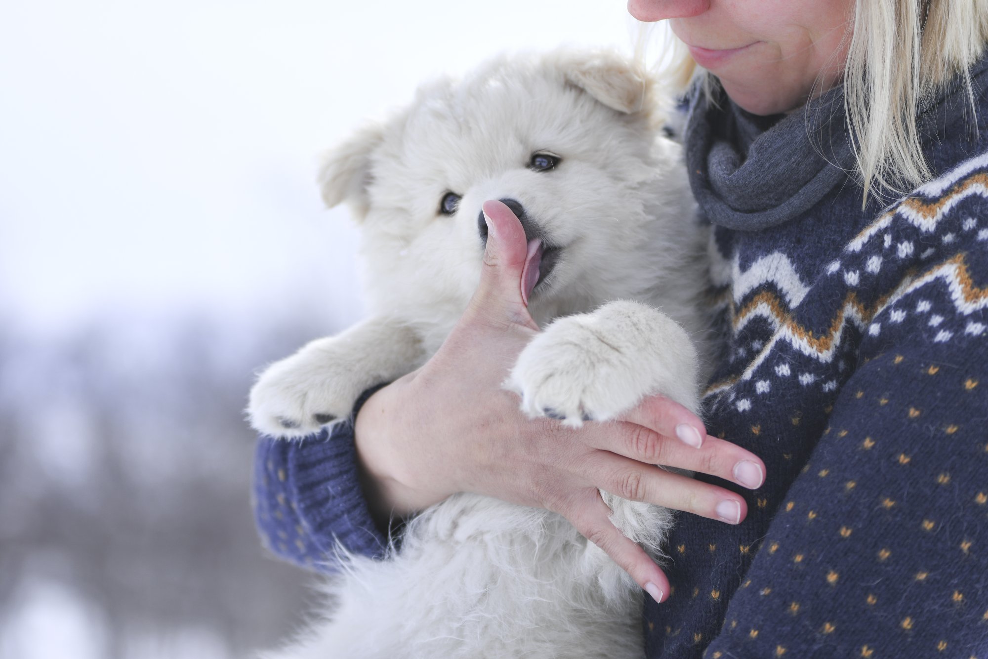 Kilpisjärven Retkeilykeskus offers pet friendly accommodation. Here is a white fluffy dog staying there with her owner.