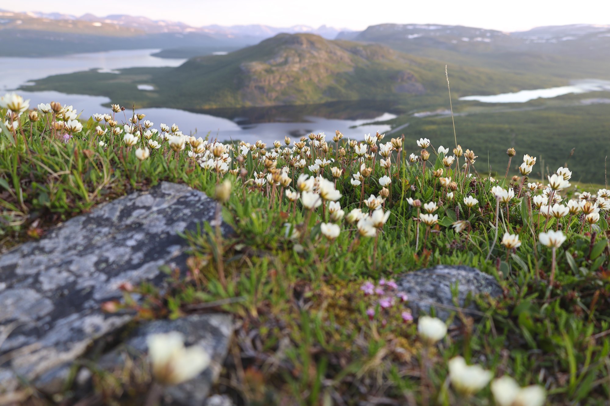 Pikku-Malla in the background, Saana’s Arctic poppies in the foreground under the summer night light