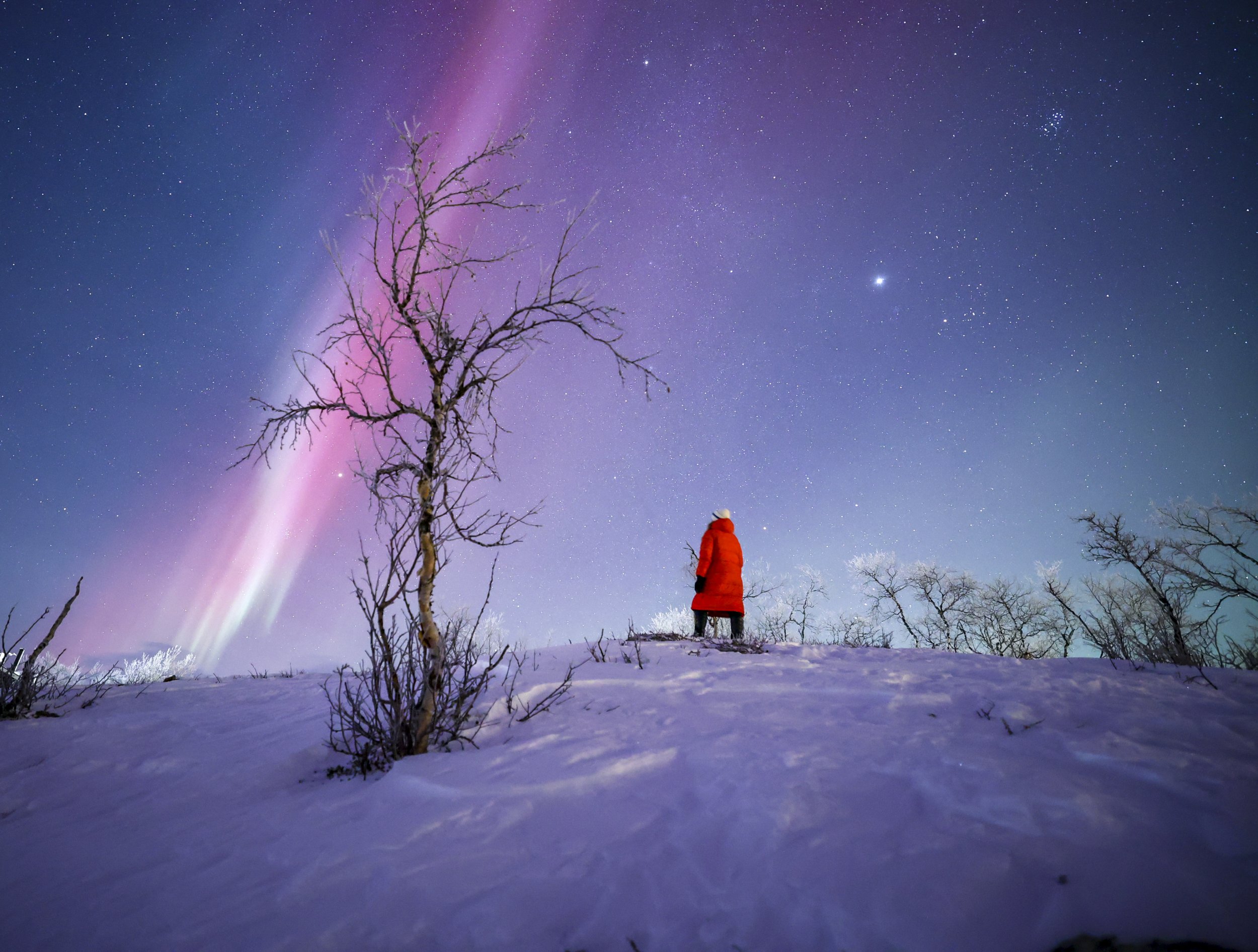 A vivid red aurora glows in the starry sky above Kilpisjärvi behind a mountain birch. A person in a red winter jacket watches the northern lights.