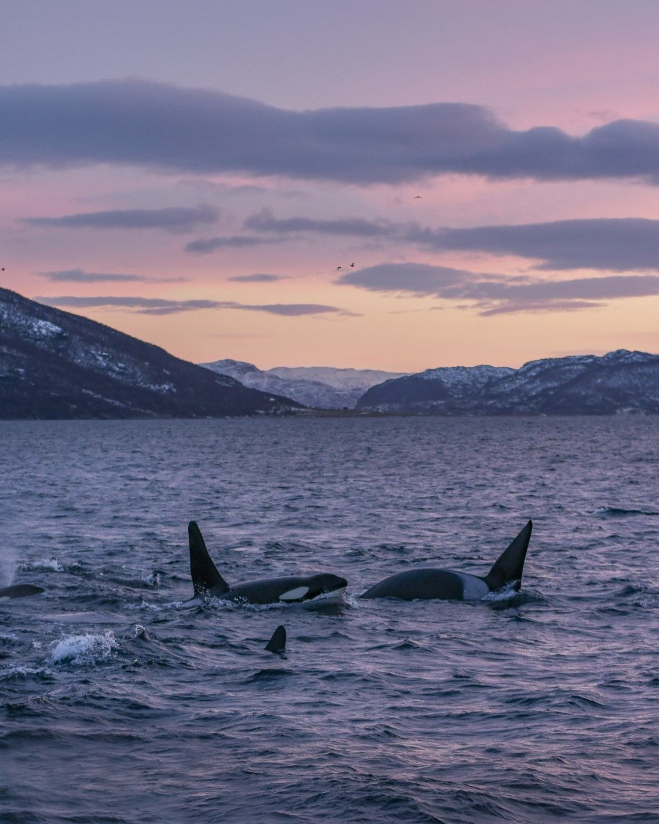 Three killer whales swimming in the Arctic ocean during polar night