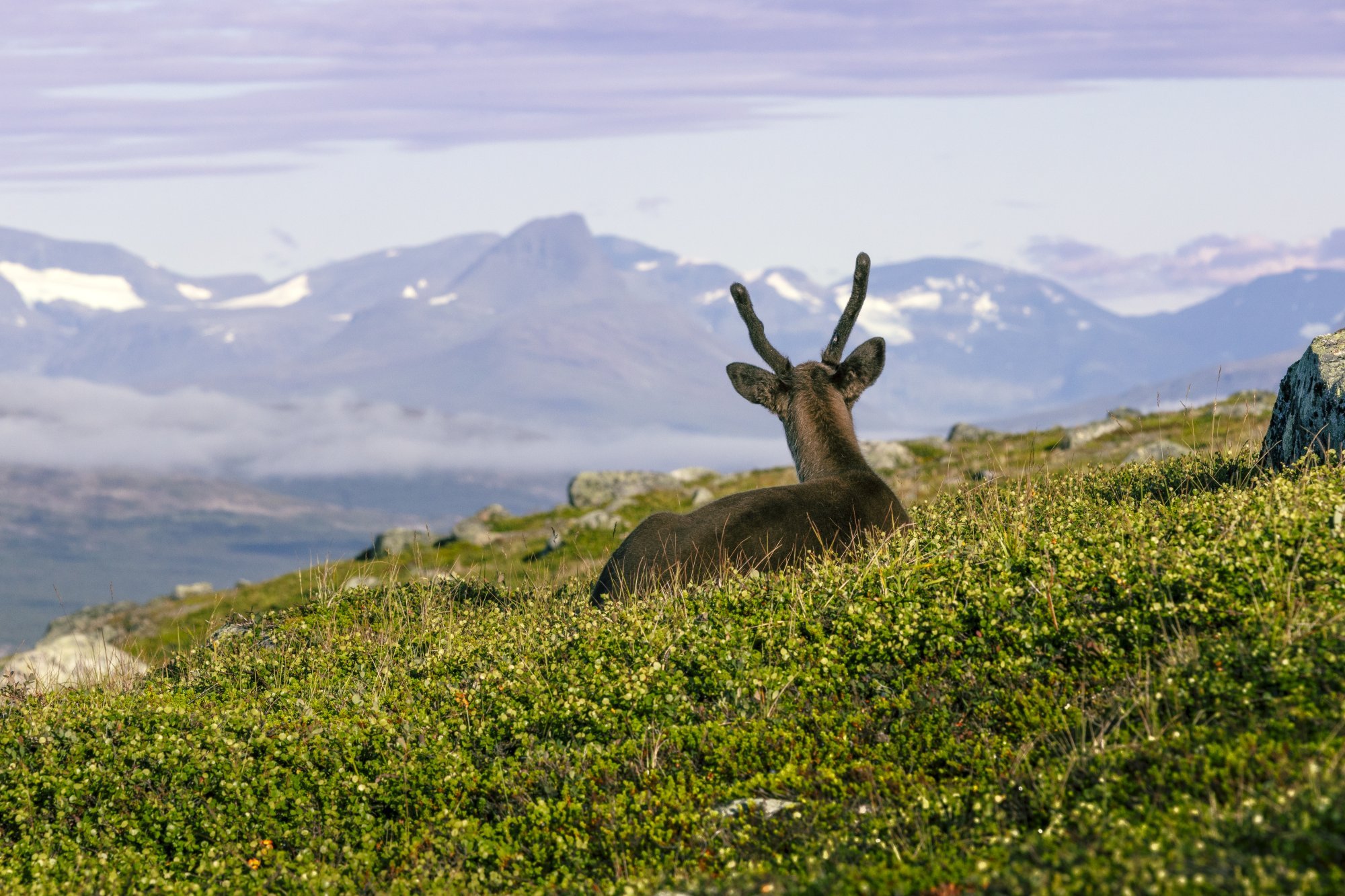A reindeer is lying on the green ground and looking at norwegian fells