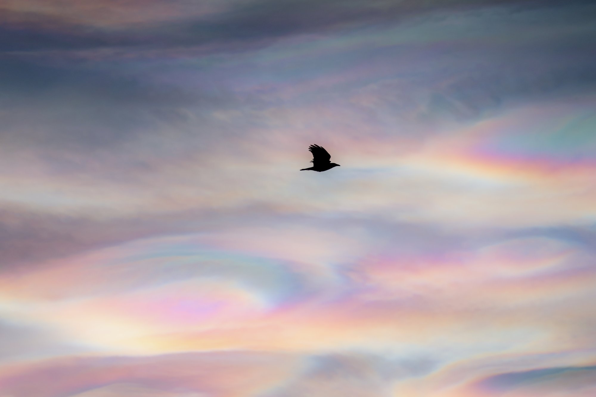 Kuvassa on taivas täynnä pastellinvärisiä helmiäispilviä Kilpisjärvellä  ja keskellä kuvaa on musta variksen siluetti.