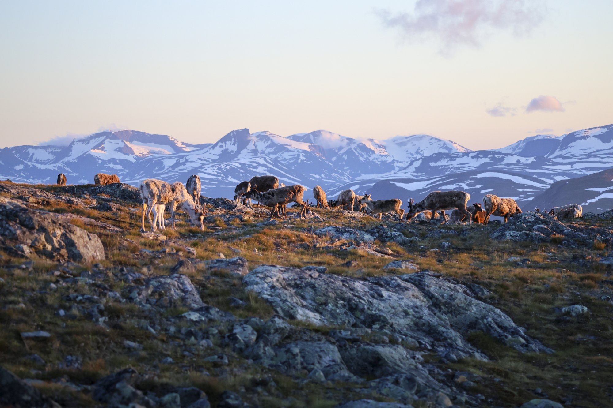 Reindeer on the summit of Saana on a bright July night. 
